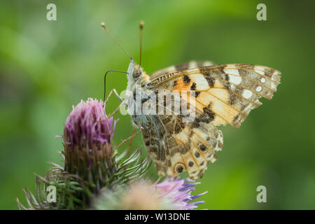 Painted lady (Vanessa cardui) on the flower. Bieszczady Mountains. Poland Stock Photo