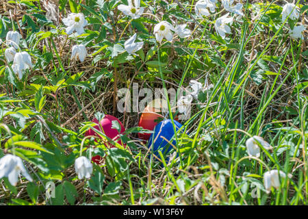 White meadow flowers with colourful Easter eggs in the spring sun in the garden, Germany Stock Photo
