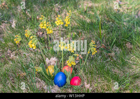 Real primrose with colorful Easter eggs in the spring sun in the garden, Germany Stock Photo