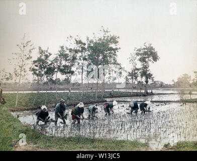 [ 1890s Japan - Japanese Farmers Planting Rice ] —   Seven men (wearing sashes) and women (wearing towels) stand in line to plant rice.  19th century vintage albumen photograph. Stock Photo