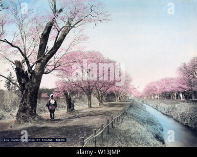 [ 1890s Japan - Cherry Blossom at Koganei, Tokyo ] —   Sakura (cherry blossom) along the Tamagawa Waterway in Koganei, Tokyo, Japan. The stretch of about 4 kilometers of cherry trees was extremely popular for hanami (flower viewing).  19th century vintage albumen photograph. Stock Photo