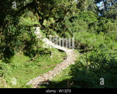 long and curving hiking trail in the forest of Arusha National Park in Tanzania leads to the Saddle Hut mountain huts at the foot of Mount Meru Stock Photo
