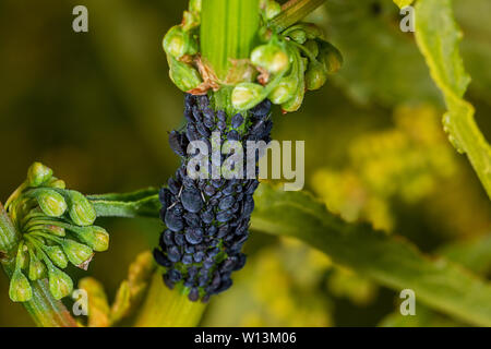 black aphis on ornamental shrub Stock Photo