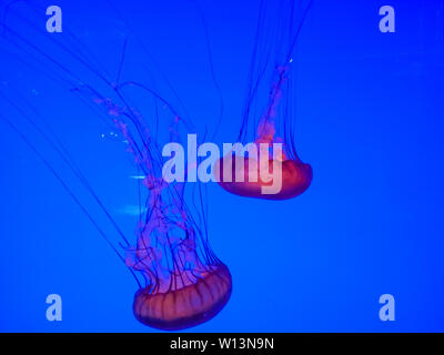Beautiful jellyfishes swimming in blue water of aquarium