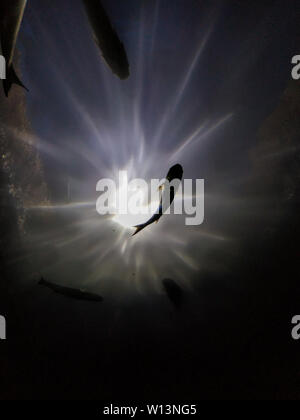 View from depth of the sea on fish Stock Photo