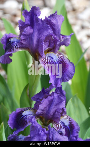 Purple bearded irises in bloom in a garden Stock Photo