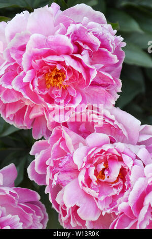 Pink peonies in bloom on a blurry green background Stock Photo