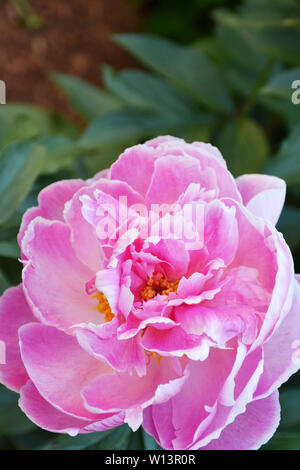 Pink peonies in bloom on a blurry green background Stock Photo
