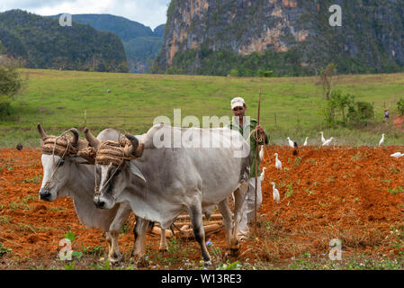 Farmer with wooden plough and pair of oxen tills field in the countryside in Vinales Valley, Cuba, Caribbean Stock Photo