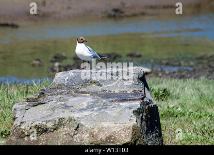 Black Headed gull sitting on a large rock at Penclawdd on the north Gower edge looking out to the Lougher estuary, just west of Swansea South Wales Stock Photo