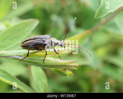 The longhorn beetle Oxymirus cursor female in vegetation