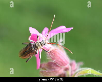 The longhorn beetle Oxymirus cursor female on a pink flower