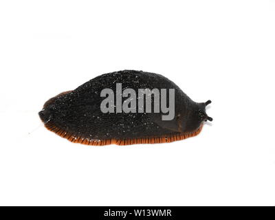 Arion hybrid black and red snail on white background Stock Photo
