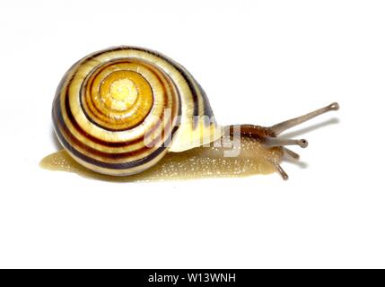 Striped garden snail isolated on white background Stock Photo