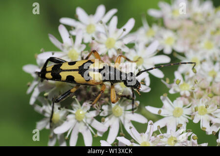 Spotted Longhorn Beetle a.k.a. Harlequin Longhorn - Rutpela maculata Stock Photo
