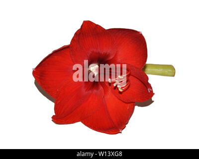 bright red amaryllis flower on a white background Stock Photo