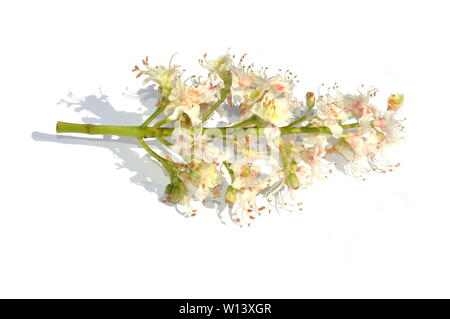 Flowers of horse-chestnut tree Aesculus hippocastanum isolated on white background Stock Photo