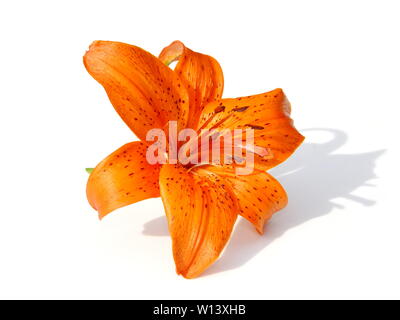 Orange Tiger lily flower on white background Stock Photo