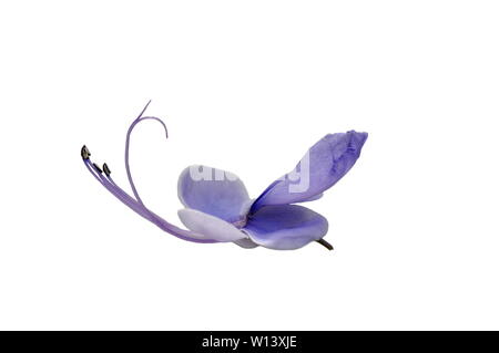 Single flower from blue butterfly bush Clerodendrum ugandense on white background Stock Photo
