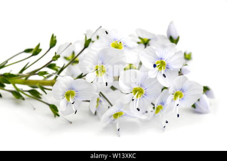 Veronica gentianoides Gentian speedwell on white background Stock Photo