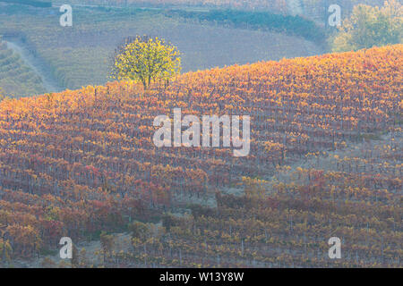 Serralunga d'Alba, Langhe, Piedmont, Italy. Autumn landscape with vineyards and hills. Stock Photo