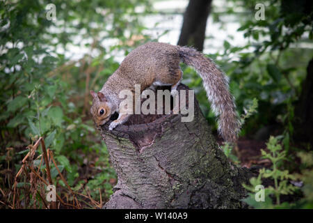 A grey squirrel in St James Park, London Stock Photo