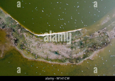 Yancheng. 28th June, 2019. Aerial photo taken on June 28, 2019 shows common terns flying over an island of a milu deer conservation area at the Yellow Sea wetland in Yancheng, east China's Jiangsu Province. More than 300 common terns live on an island of the conservation area now. Thanks to the wetland protection by local government in recent years, more types of birds now live on the area. Credit: Li Bo/Xinhua/Alamy Live News Stock Photo