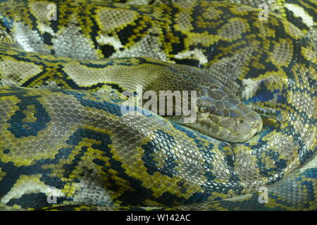 Close up of a reticulated python Stock Photo