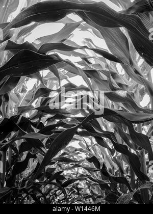 Black and white abstract view from deep within a canopy of field corn in North Carolina Stock Photo