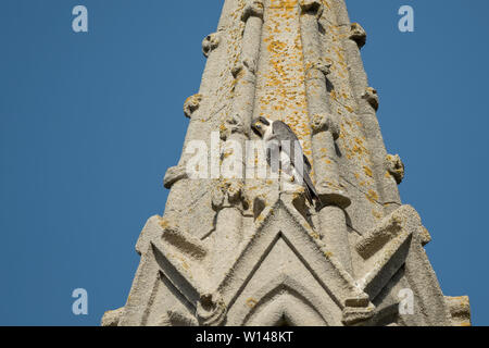 Peregrine Falcon (Falco peregrinus) resting on church near the nest site, Hampshire, UK Stock Photo