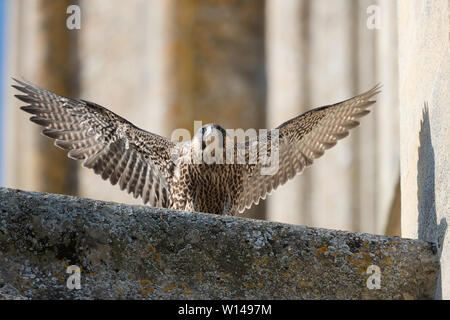 Juvenile Peregrine Falcon (Falco peregrinus) stretching wings perched on a church Stock Photo