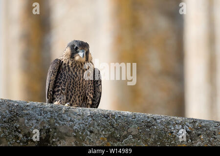 A Peregrine Falcon resting at it's nest site on a cliffs ledge Stock ...