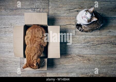 Two cute cats playing with a cardboartd box seen from a high angle view on a wooden background. Stock Photo