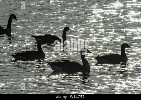 Canado goose outlet france