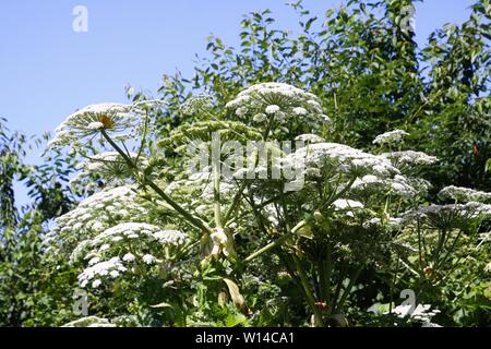 Poisonous white blossoms giant hogweed (Heracleum mantegazzianum giganteum) against blue sky Stock Photo