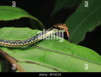 Painted Bronzeback Snake (Dendrelaphis pictus) Stock Photo
