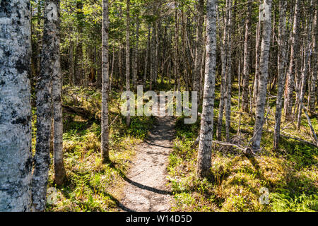 Trail in Gros Morne National Park in Newfoundland Canada Stock Photo