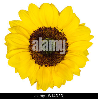 small sunflower flower isolated on white background Stock Photo - Alamy