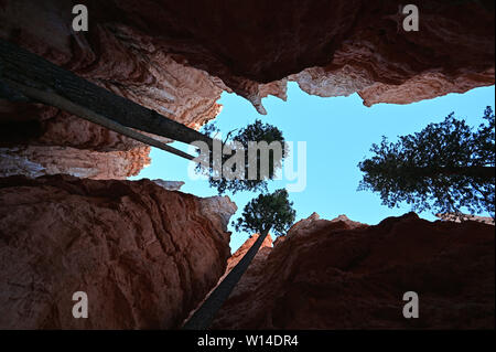 Immense Douglas-fir Trees growing in the Wall Street section of the Navajo Loop Trail in Bryce Canyon National Park, Utah. Stock Photo