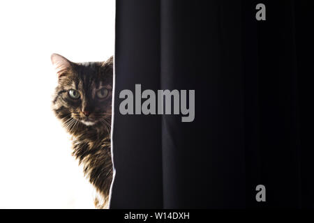 domestic cat peeking from behind a curtain Stock Photo