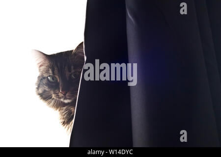 domestic cat peeking from behind a curtain Stock Photo