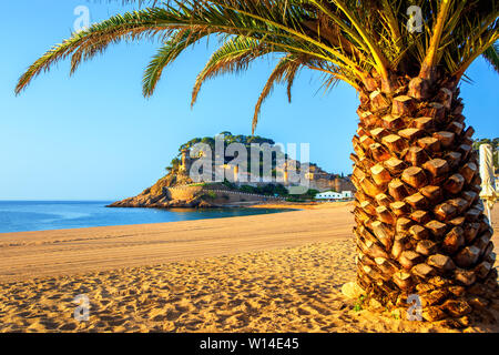 Tossa de Mar, view of the Platja Gran sand beach with palm tree and the historical walled Old Town (Vila Vella). Costa Brava, Catalonia, Spain. Stock Photo