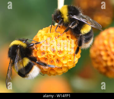 Worker buff-tailed bumblebees (Bombus terrestris) take advantage of the supply of nectar in the flowers of an orange ball tree (Buddleja globosa). Bed Stock Photo