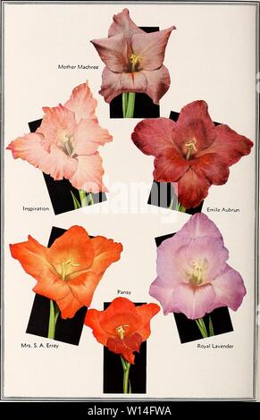Archive image from page 13 of Descriptive list  gladiolus and. Descriptive list : gladiolus and delphiniums . descriptivelistg1931cham Year: 1931 Stock Photo