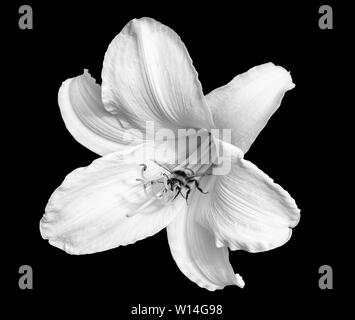 Pen & Ink stippling illustration of a Day Lily Stock Photo - Alamy