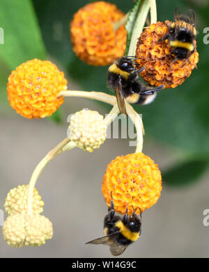 Worker buff-tailed bumblebees (Bombus terrestris) take advantage of the supply of nectar in the flowers of an orange ball tree (Buddleja globosa). Bed Stock Photo
