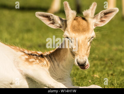 Fallow deer portrait Stock Photo