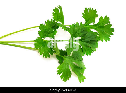 Close-up green branch of Cilantro or Coriander isolated on white Background Stock Photo