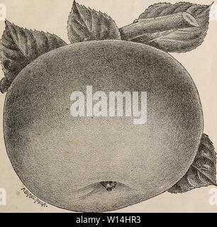 Archive image from page 16 of Descriptive catalogue of Pajaro Valley. Descriptive catalogue of Pajaro Valley Nurseries . descriptivecatal1894paja Year: 1894  DESCRIPTIVE CATALOGUE. 13 Langford—This new apple originated in Kent Co., Maryland. Tree is vigorous, upright, with rather slender, firm branches, productive, bearing annual crops ; fruit large, striped and shaded with pale and dark red over half or more of its surface ; flesh whitish, tender, moderately juicy, inclining to sweet. December to March. Mammoth Black Twig—A new apple from Arkansas. Large size, color red, resembling very much