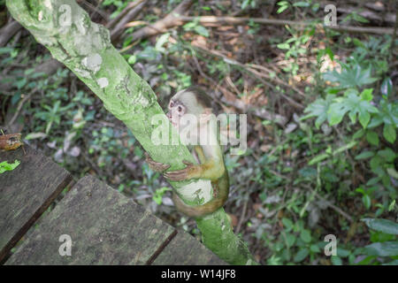 Amazon monkey - Amazonas - Brazil Stock Photo - Alamy